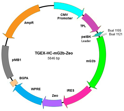 TGEX-HC-mG2b-Zeo map